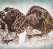 Two Springers