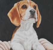 Beagle in a box - oil paint